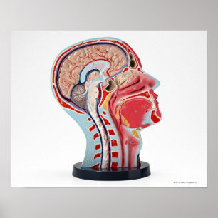Head Section Model Poster