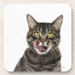 Head shot of a male domestic tabby cat licking drink coaster