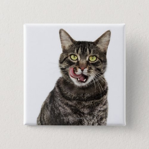 Head shot of a male domestic tabby cat licking pinback button
