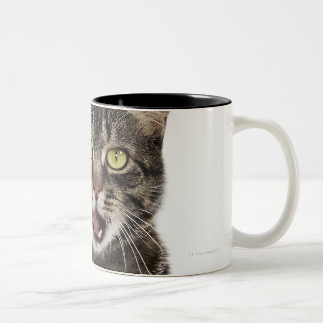Head shot of a male domestic tabby cat licking Two-Tone coffee mug (Right)