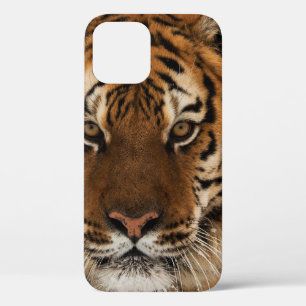 Head Shot of Siberian Tiger iPhone 12 Case