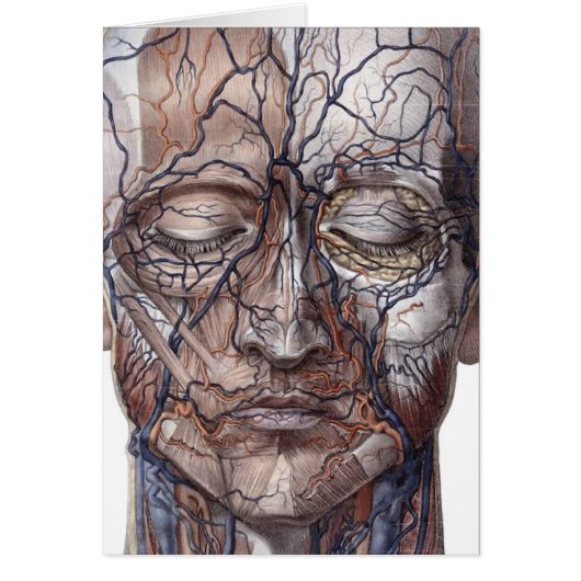Head Veins and Muscles Cards (Front)