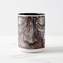 Head Veins and Muscles