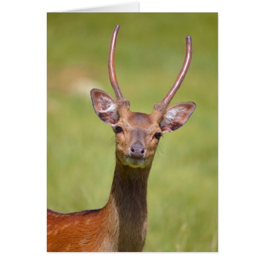 Head Vietnamese sika deer (Front)
