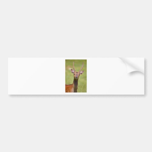 Head Vietnamese sika deer Bumper Sticker