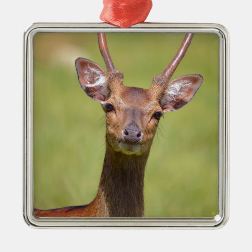 Head Vietnamese sika deer Metal Ornament