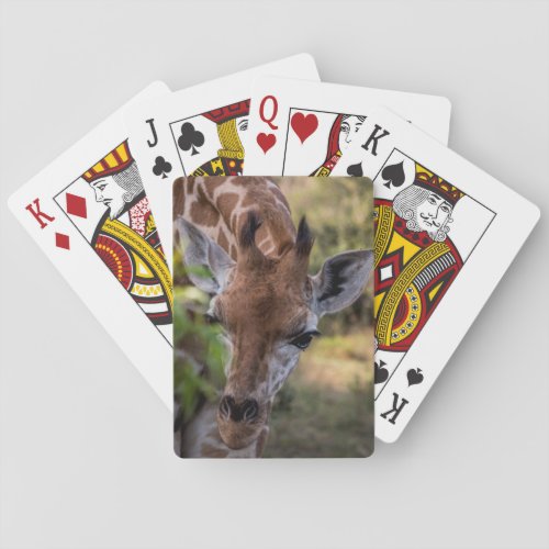 Headshot of a Giraffe Poker Cards