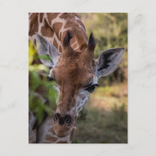 Headshot of a Giraffe Postcard