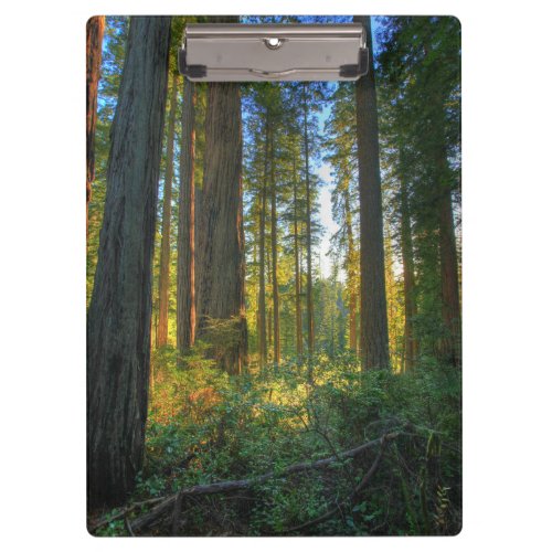 Headwaters Forest Reserve Inyo California Clipboard