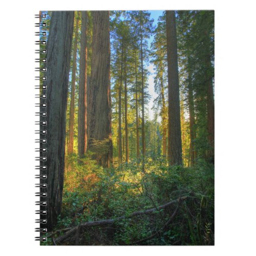 Headwaters Forest Reserve Inyo California Notebook