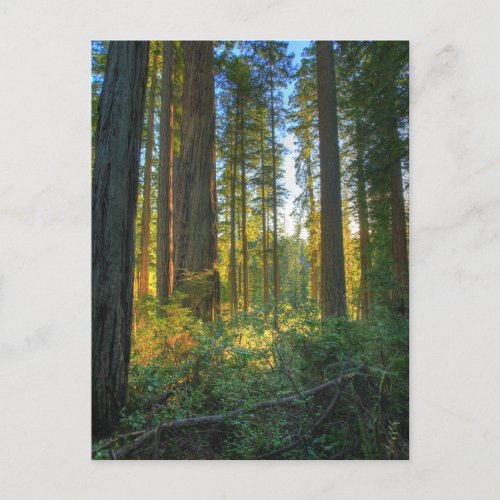 Headwaters Forest Reserve Inyo California Postcard