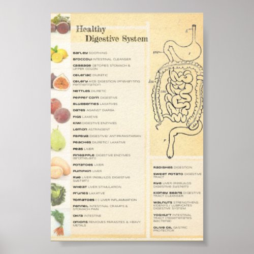 Healthy Digestive System Poster