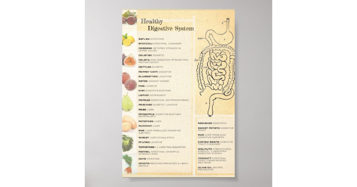 Healthy Digestive System Poster | Zazzle
