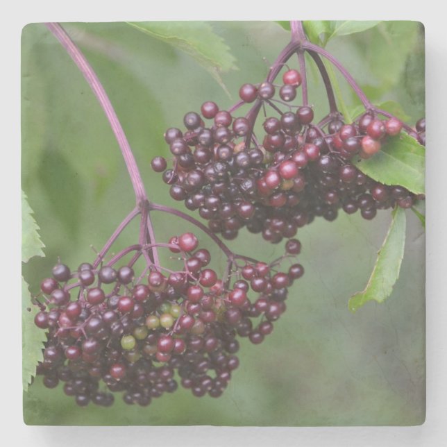 Healthy Elderberries Stone Coaster (Front)