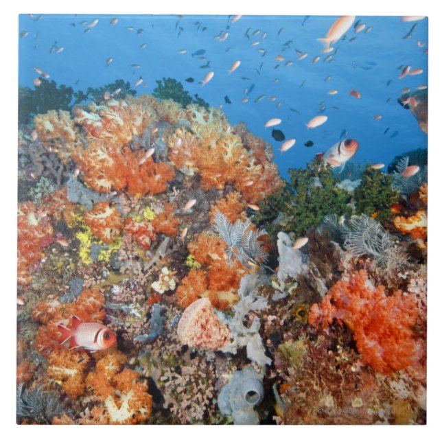 Healthy reef structure, Komodo National Park Ceramic Tile (Front)
