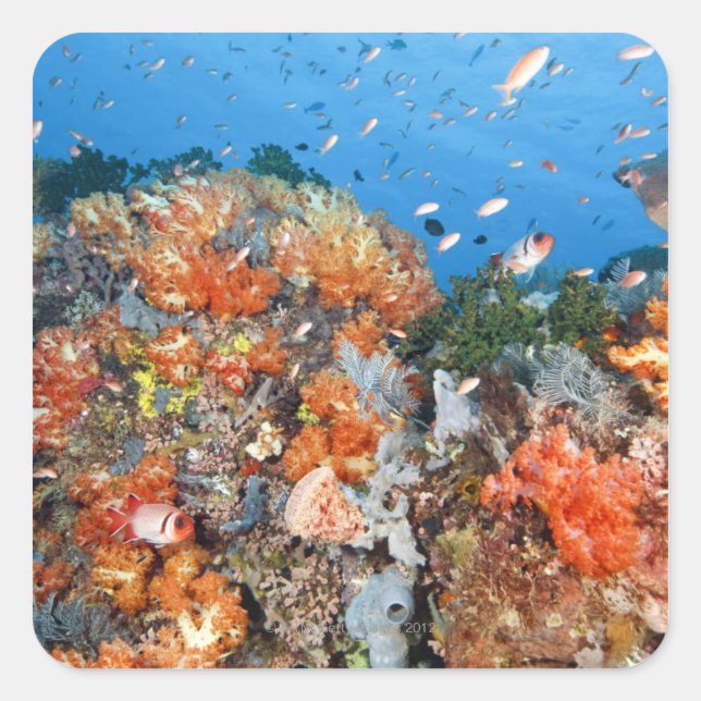 Healthy reef structure, Komodo National Park Square Sticker (Front)
