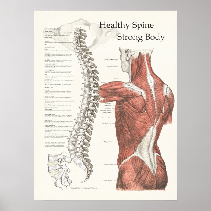 Healthy Spine, Strong Body Chiropractic Poster