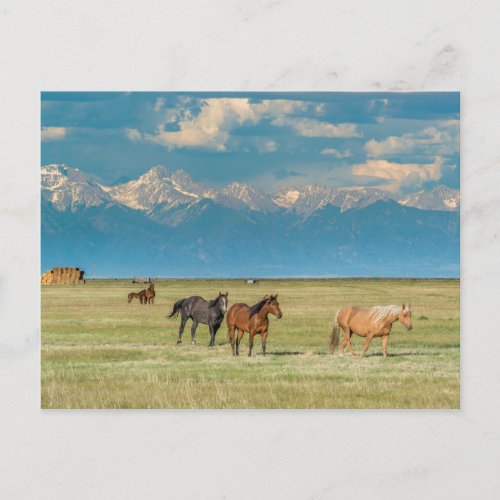 Heard of Horses in Hayfield Postcard