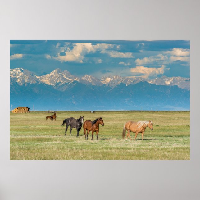 Heard of Horses in Hayfield Poster (Front)