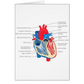 Heart_Anatomy (Front)