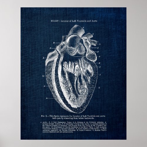 Heart Anatomy Art no3  Interior View Poster