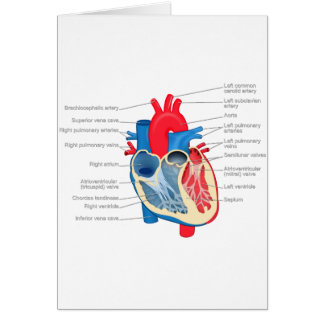 Heart_Anatomy Cards