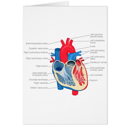 Heart_Anatomy Cards (Front)