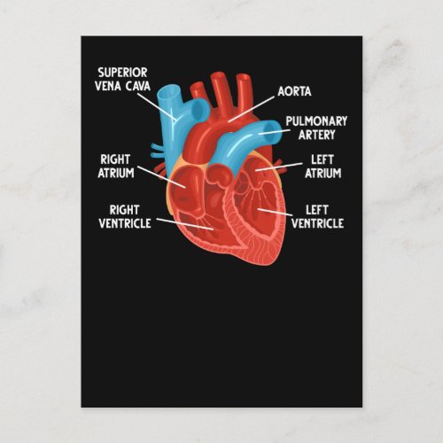 Heart Anatomy Education Cardiology Postcard