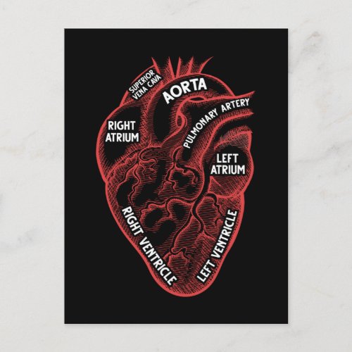 Heart Anatomy Education Cardiology Postcard