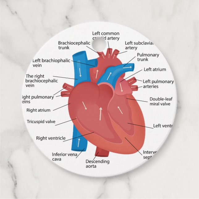 Heart anatomy  favor tags (Front)