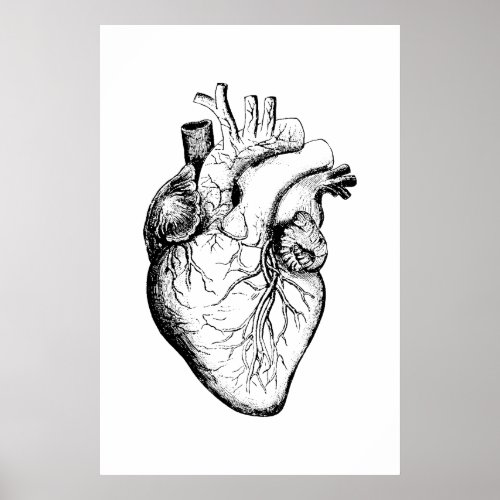 Heart Anatomy Illustration Poster