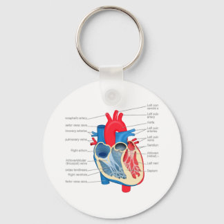 Heart_Anatomy Keychain