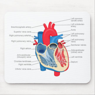 Heart_Anatomy Mouse Pad