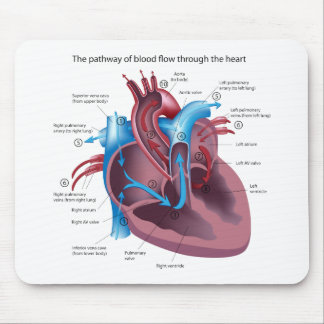 Heart Anatomy Mousepad