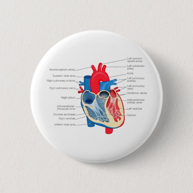 Heart_Anatomy Pinback Button (Front)