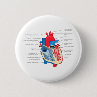 Heart_Anatomy Pinback Button