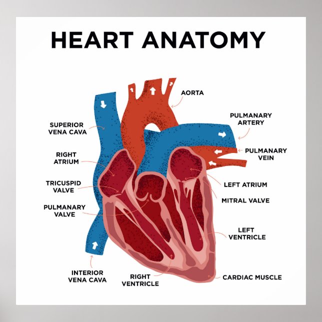  Heart Anatomy Poster (Front)