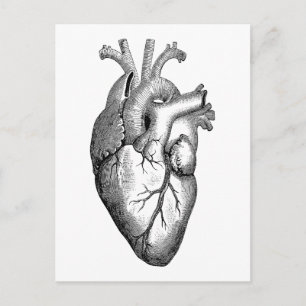 Heart Anatomy Science Postcard
