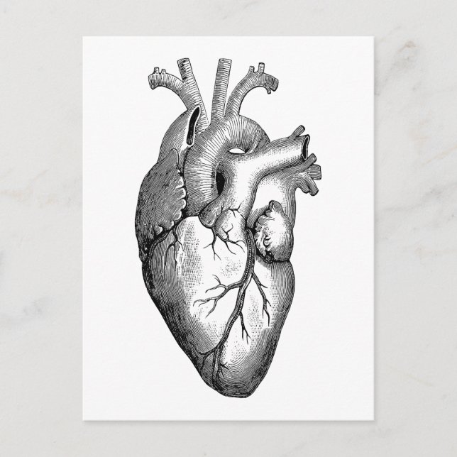 Heart Anatomy Science Postcard (Front)