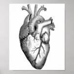 Heart Anatomy Science Poster at Zazzle