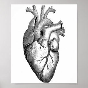 https://rlv.zcache.com/heart_anatomy_science_poster-r00fc92763d504fa3bcd8324bc494c110_zm6qz_8byvr_307.jpg