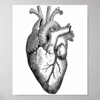 Heart Anatomy Science Poster by TRowanDesign at Zazzle
