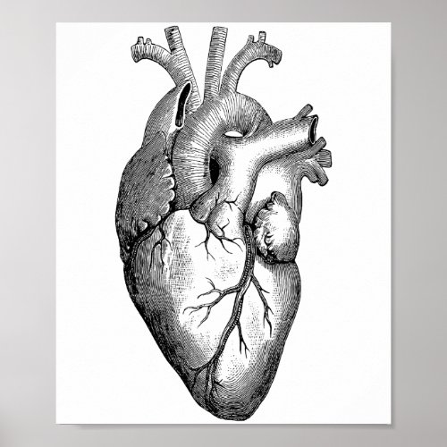 Heart Anatomy Science Poster