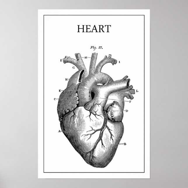 HEART ANATOMY VINTAGE POSTER (Front)
