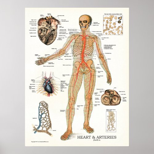 Heart and Arteries Human Anatomy Poster 18 X 24