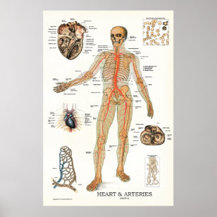 Heart and Arteries Human Anatomy Poster 24 X 36