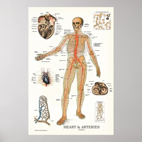 Heart and Arteries Human Anatomy Poster 24 X 36