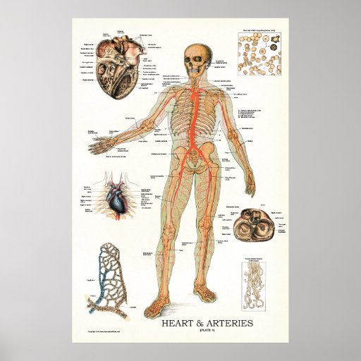 Heart and Arteries Human Anatomy Poster 24 X 36 | Zazzle