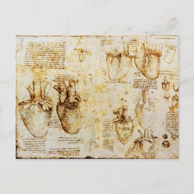 Heart And Its Blood Vessels Parchment Postcard (Front)
