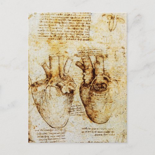 Heart And Its Blood Vessels Parchment Postcard